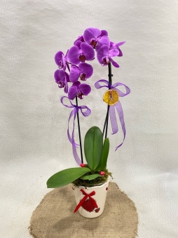 Cascade orkide